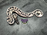 VPI Axanthic Piebald 66% het Clown - Male
