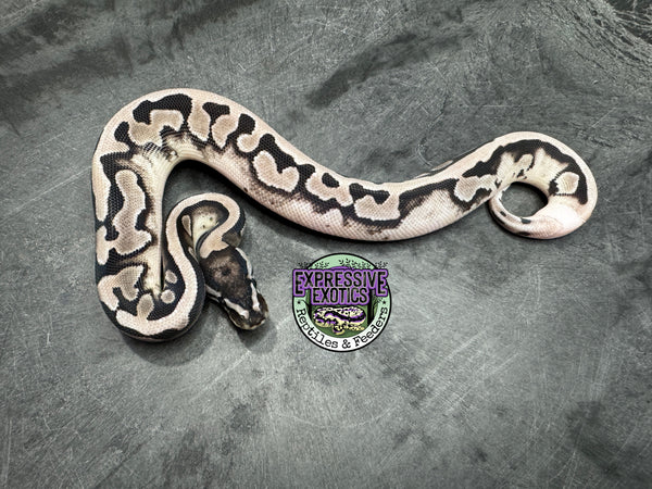 VPI Axanthic Piebald 66% het Clown - Male