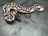 VPI Axanthic Piebald 66% het Clown - Male