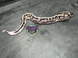 VPI Axanthic Piebald 66% het Clown - Male