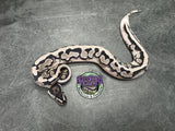 VPI Axanthic Piebald 66% het Clown - Male