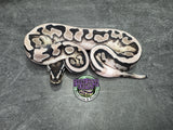 VPI Axanthic Piebald 66% het Clown - Male