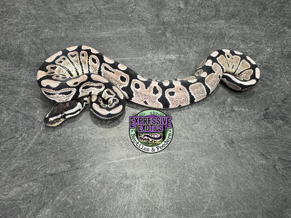 VPI Axanthic 66% het Clown 66% het Piebald - Female