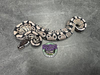 VPI Axanthic 66% het Clown 66% het Piebald - Female