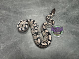 VPI Axanthic 66% het Clown 66% het Piebald - Female