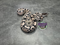 VPI Axanthic 66% het Clown 66% het Piebald - Female