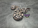 VPI Axanthic 66% het Clown 66% het Piebald - Female