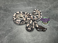 VPI Axanthic 66% het Clown 66% het Piebald - Female