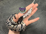 VPI Axanthic 66% het Clown 66% het Piebald - Female