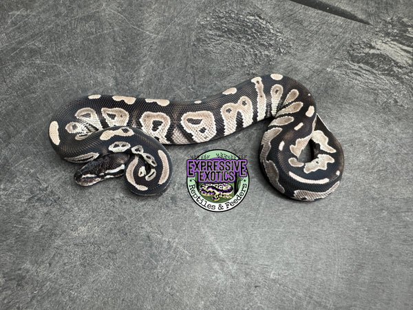 VPI Axanthic Black Head 66% het Piebald 50% het Lavender Albino - Male