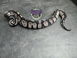 VPI Axanthic Black Head 66% het Piebald 50% het Lavender Albino - Male