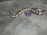 VPI Axanthic Black Head 66% het Piebald 50% het Lavender Albino - Male