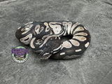 VPI Axanthic Black Head 66% het Piebald 50% het Lavender Albino - Male