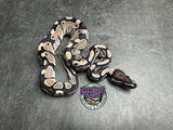 VPI Axanthic 66% het Piebald 50% het Lavender Albino - Female