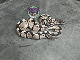 VPI Axanthic 66% het Piebald 50% het Lavender Albino - Female
