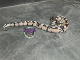 VPI Axanthic 66% het Piebald 50% het Lavender Albino - Female