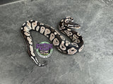 VPI Axanthic Black Head 66% het Piebald 50% het Lavender Albino - Male