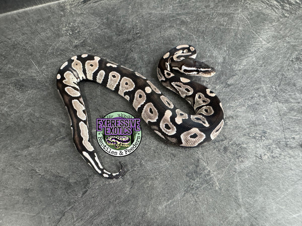 VPI Axanthic Black Head 66% het Piebald 50% het Lavender Albino - Male