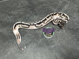 VPI Axanthic Piebald 50% het Lavender Albino - Male