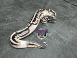 VPI Axanthic Piebald 50% het Lavender Albino - Male