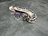 VPI Axanthic Piebald 50% het Lavender Albino - Male