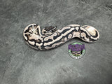 VPI Axanthic Piebald 50% het Lavender Albino - Male