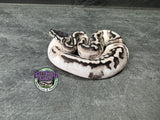 VPI Axanthic Piebald 50% het Lavender Albino - Female