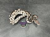 VPI Axanthic Clown - Female