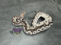 VPI Axanthic Clown - Female