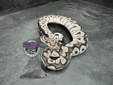 VPI Axanthic Clown - Female