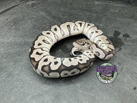 VPI Axanthic Clown - Female