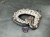 VPI Axanthic Clown - Female