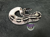 VPI Axanthic Piebald 50% het Lavender Albino - Male