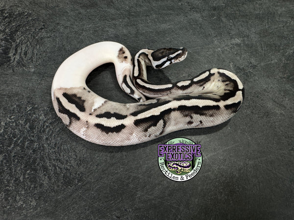 VPI Axanthic Piebald 50% het Lavender Albino - Male