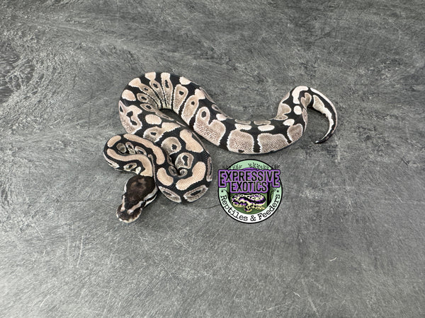 VPI Axanthic 66% het Clown 66% het Piebald - Female