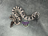 VPI Axanthic 66% het Clown 66% het Piebald - Female