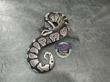 VPI Axanthic Black Head Red Gene 66% Het Piebald 50% Het Lavender Albino - Female