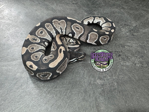 VPI Axanthic Black Head Red Gene 66% Het Piebald 50% Het Lavender Albino - Female