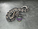 VPI Axanthic Black Head Red Gene 66% Het Piebald 50% Het Lavender Albino - Female