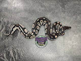 VPI Axanthic Black Head Red Gene 66% Het Piebald 50% Het Lavender Albino - Male