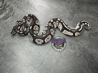 VPI Axanthic Black Head Red Gene 66% Het Piebald 50% Het Lavender Albino - Male