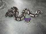 VPI Axanthic Black Head Red Gene 66% Het Piebald 50% Het Lavender Albino - Male