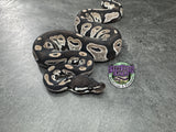 VPI Axanthic Black Head Red Gene 66% Het Piebald 50% Het Lavender Albino - Male