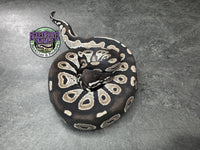 VPI Axanthic Black Head Red Gene 66% Het Piebald 50% Het Lavender Albino - Male