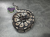 VPI Axanthic Black Head Red Gene 66% Het Piebald 50% Het Lavender Albino - Male