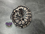 VPI Axanthic Black Head Red Gene 66% Het Piebald 50% Het Lavender Albino - Male