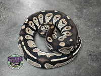 VPI Axanthic Black Head Red Gene 66% Het Piebald 50% Het Lavender Albino - Male