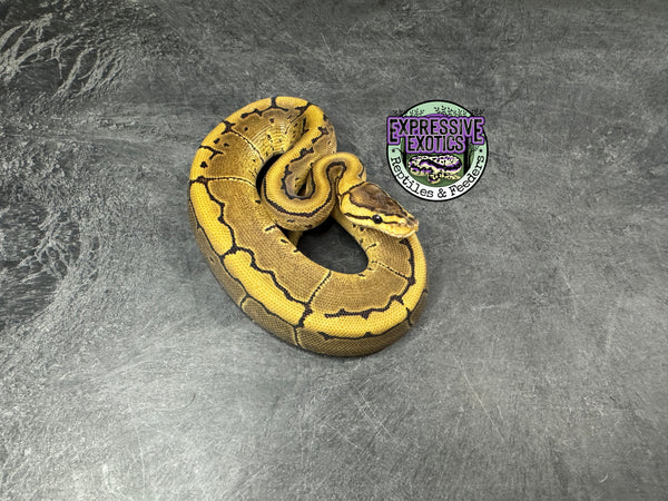 Pinstripe 100% het Piebald 66% het VPI Axanthic / Desert Ghost - Female