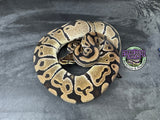 100% het VPI Axanthic / Clown / Piebald - Female