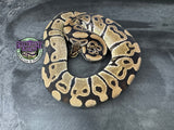 100% het VPI Axanthic / Clown / Piebald - Female